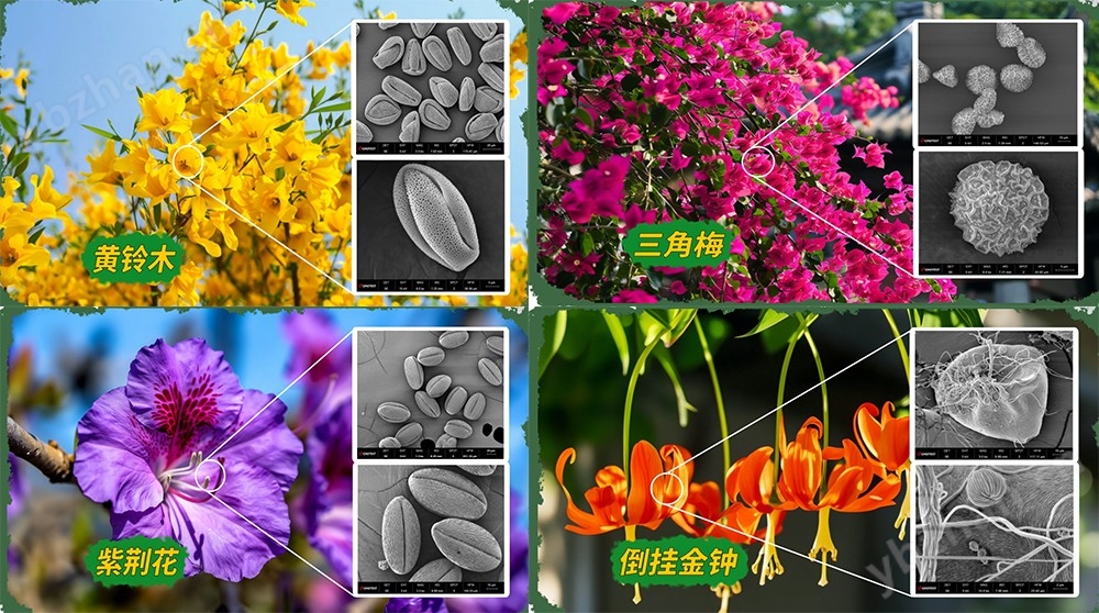国产扫描电子显微电镜厂家